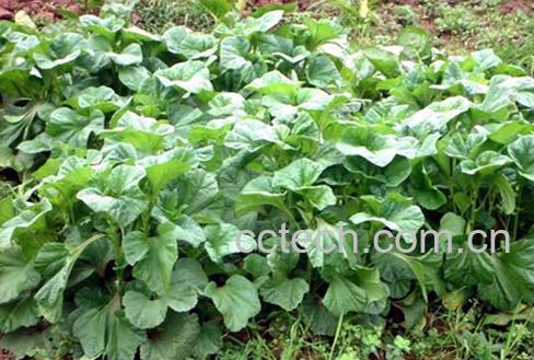 果蔬百科什么是冬笕菜图片-0