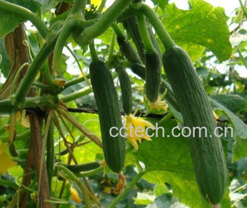 果蔬百科青瓜N-0
