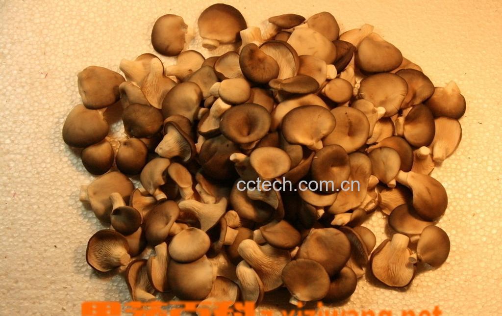 果蔬百科平菇药用价值-0