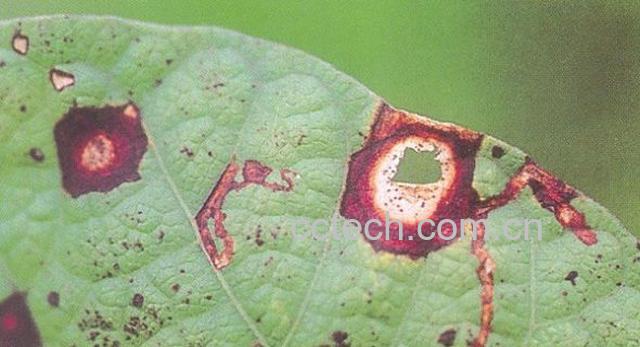 果蔬百科扁豆-0