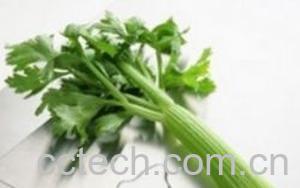 果蔬百科芹菜-0