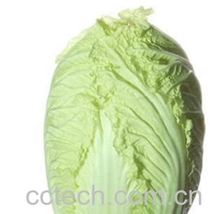 果蔬百科大白菜-0