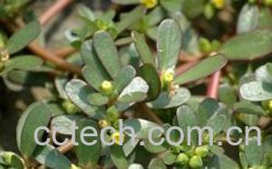 果蔬百科马齿苋-0