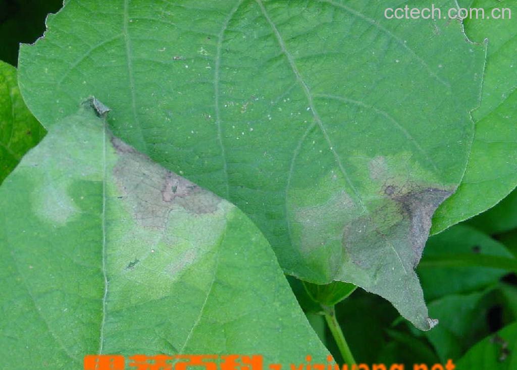 果蔬百科芸豆病害图片-0