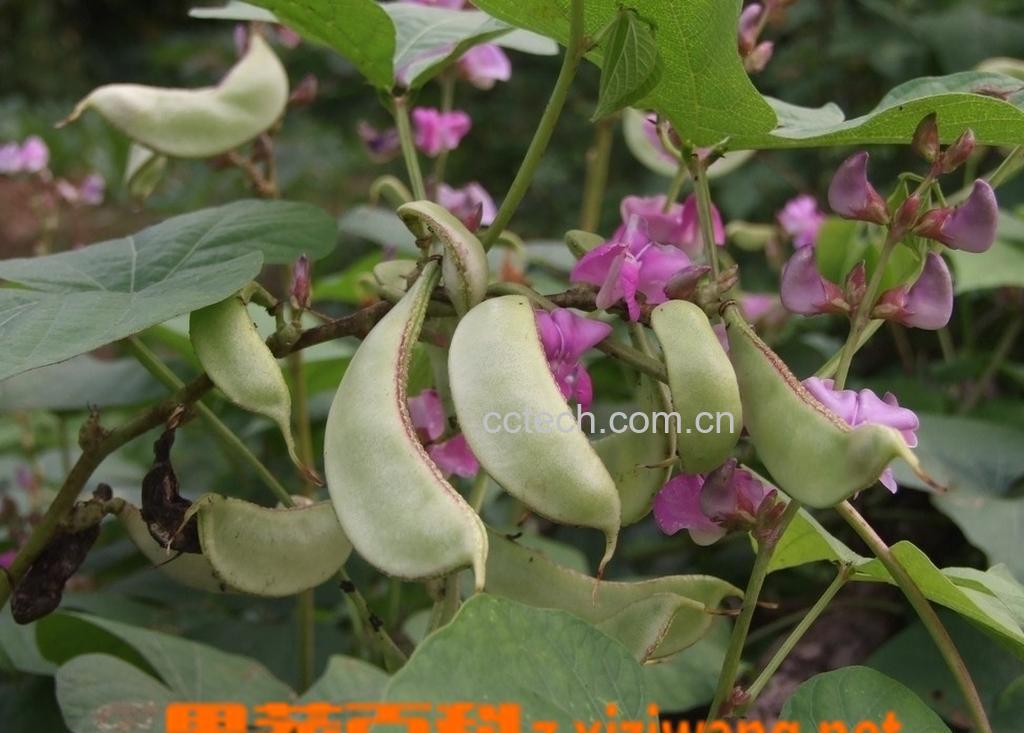 果蔬百科扁豆的种类-0