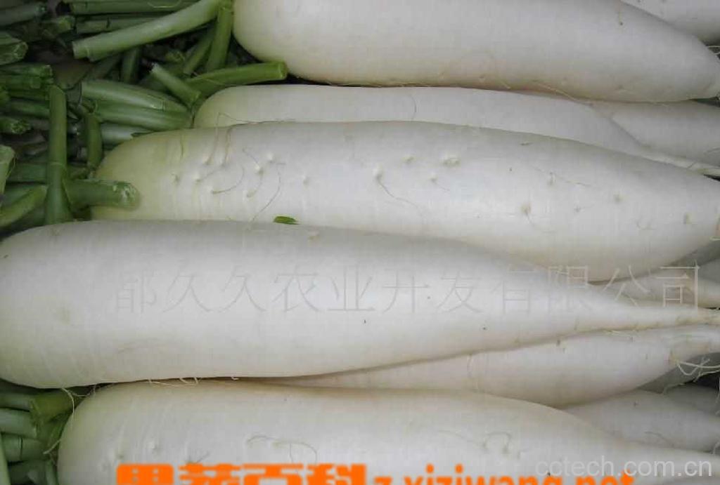 果蔬百科白萝卜的做法大全-0