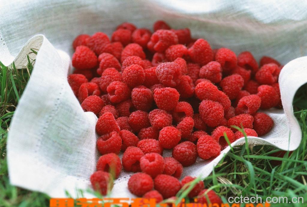 果蔬百科树梅-0