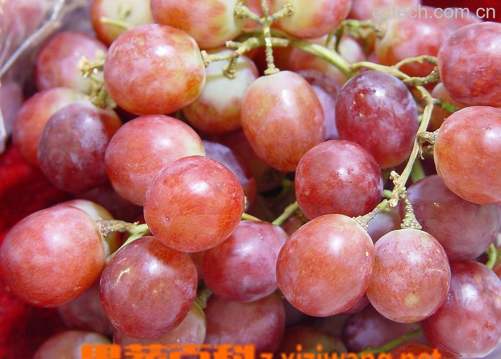 果蔬百科红提的功效与作用-0