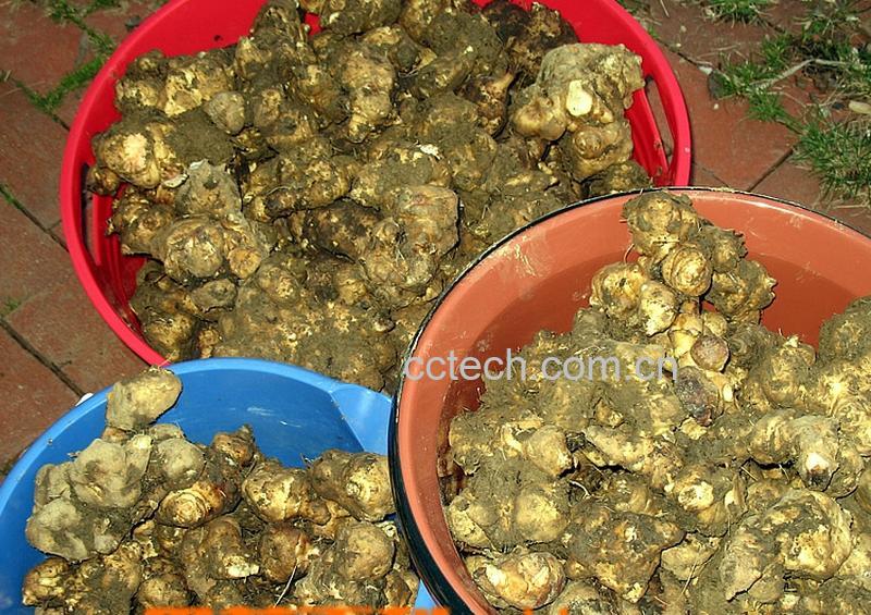 果蔬百科如何腌洋姜-0