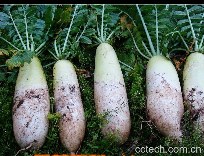 果蔬百科怎样腌白萝卜咸菜-0