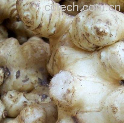 果蔬百科家庭腌制洋姜-0