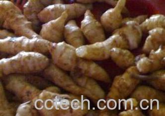 果蔬百科洋姜的营养价值-0