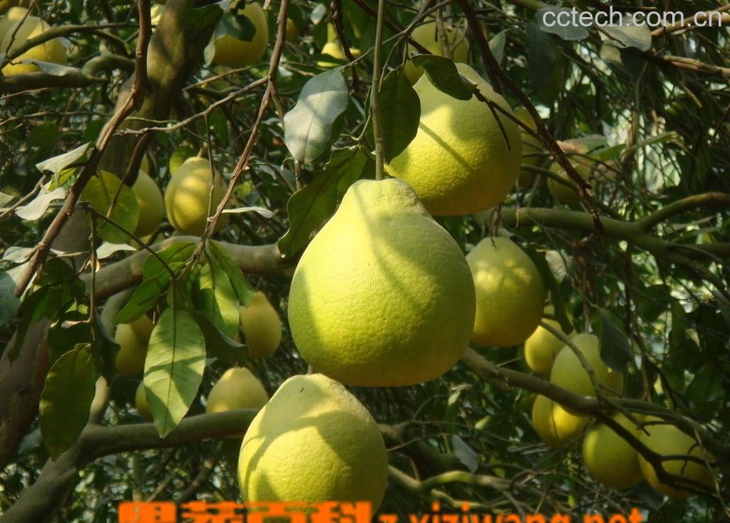 果蔬百科吃柚子的好处和坏处-0