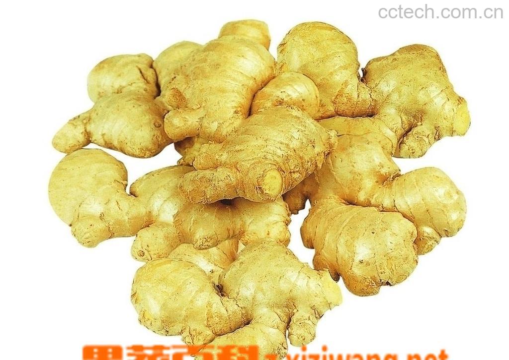 果蔬百科家庭怎样腌制洋姜-0