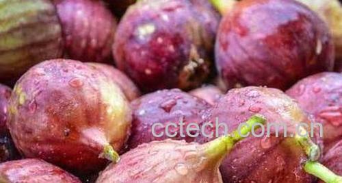 无花果怎么吃 无花果的吃法技巧教程-1