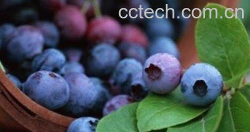 蓝莓花青素的功效与作用-0