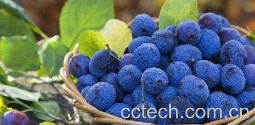 蓝莓花青素的功效与作用-1