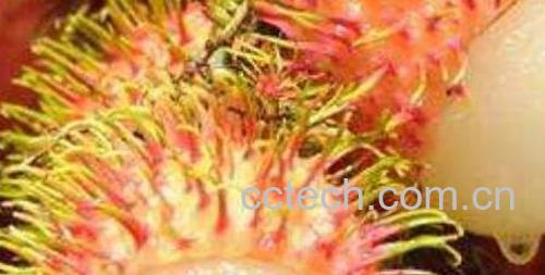 红毛丹怎么吃 红毛丹的家常食用方法-1