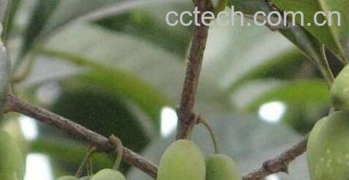 桂花果的功效与作用 吃桂花果的好处-0