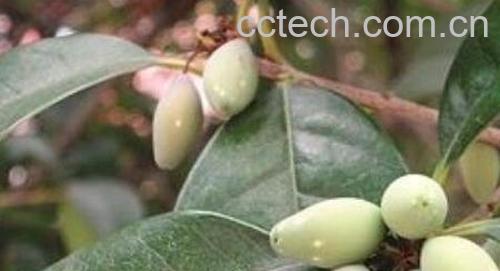 桂花果怎么吃 桂花果如何食用方法-0