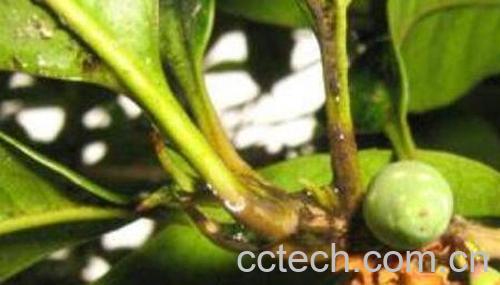 桂花果怎么吃 桂花果如何食用方法-1