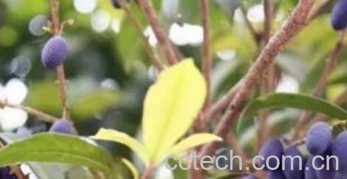 桂花籽如何泡酒 桂花籽泡酒制作方法-0