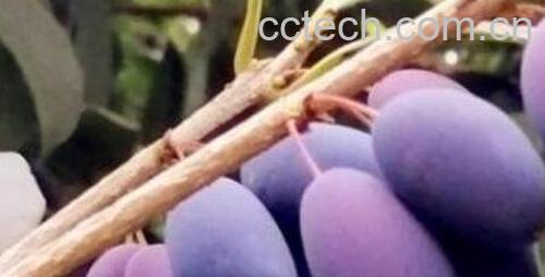 桂花籽如何泡酒 桂花籽泡酒制作方法-1