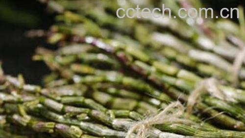 石斛的功效与作用及禁忌 石斛的最佳吃法-0