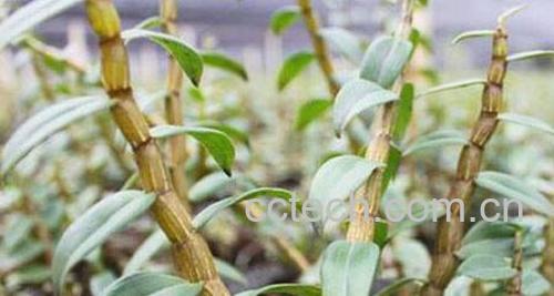 石斛的功效与作用及禁忌 石斛的最佳吃法-1