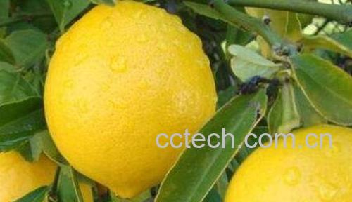 香柠檬和柠檬的区别 柠檬的功效与作用-1