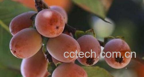 小柿子软枣的功效与作用-0