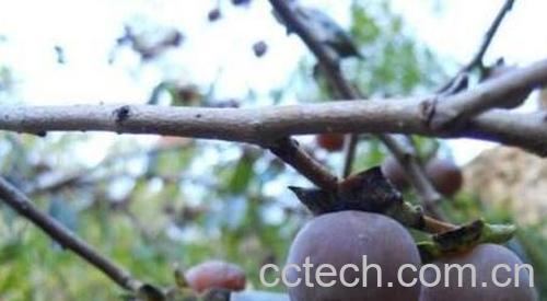 小柿子软枣的功效与作用-1