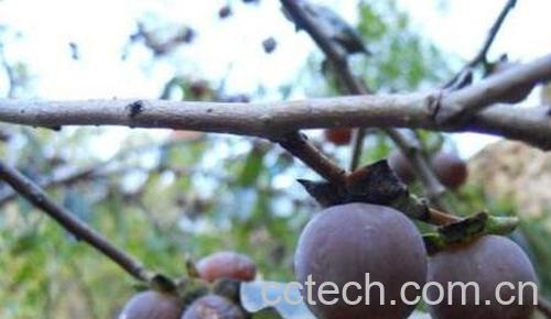 黑柿枣的功效与作用 吃黑柿枣的好处有哪些-1