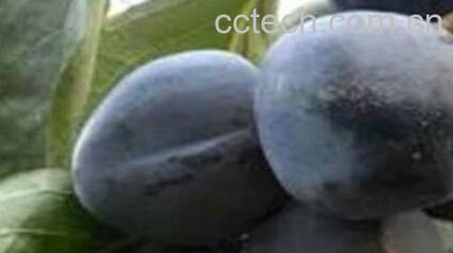 野生黑柿子的功效与作用-0