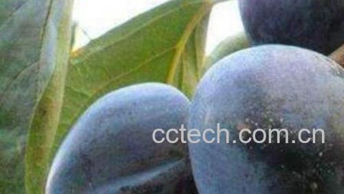 野生黑柿子的功效与作用-1