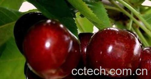 车厘子每天吃多少合适 车厘子吃多少会中毒-1