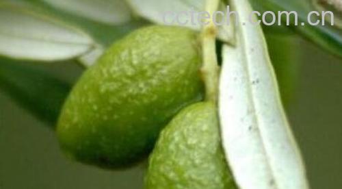 青果泡水的功效与作用 青果泡水怎么泡-0