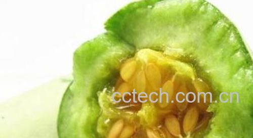 青酥瓜的功效与作用及食用方法-0