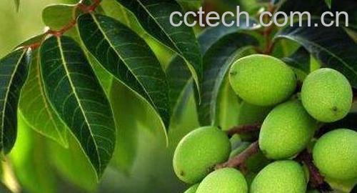 青橄榄泡水的功效与作用-0