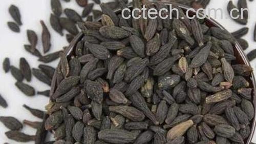 青果干的功效与作用 青果干的食用方法-1