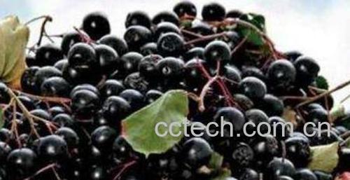 黑果花椒的功效与作用及禁忌-1