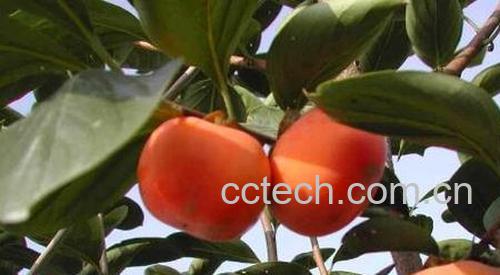 甜柿的功效和作用 吃甜柿的好处有哪些-1