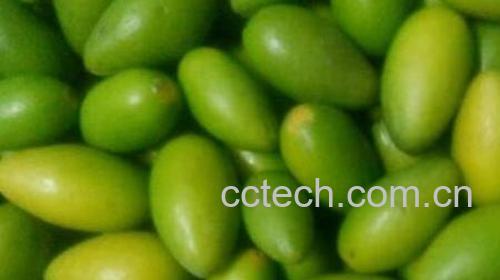 青橄榄怎么吃 青橄榄的食用方法-1