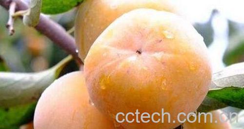 吃柿子的好处和禁忌-0