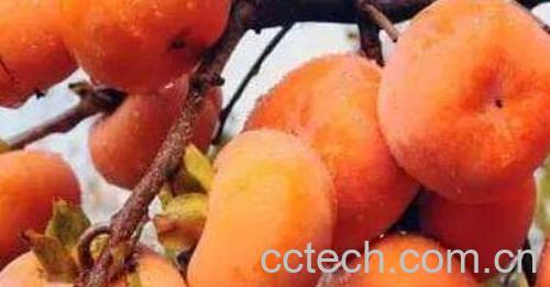 吃柿子的好处和禁忌-1