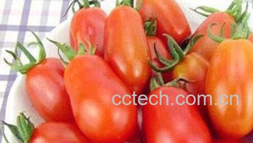 小柿子的功效与作用-1