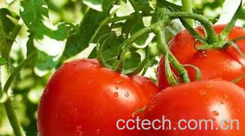 小柿子和大柿子的区别 吃柿子的好处-1