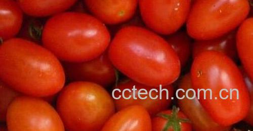 小柿子和大柿子的区别 吃柿子的好处-0