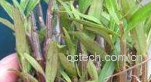 铜皮石斛怎么养 铜皮石斛的种植方法-0