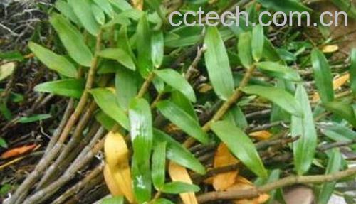 铜皮石斛怎么养 铜皮石斛的种植方法-1